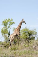 Giraffe (9 von 94).jpg
